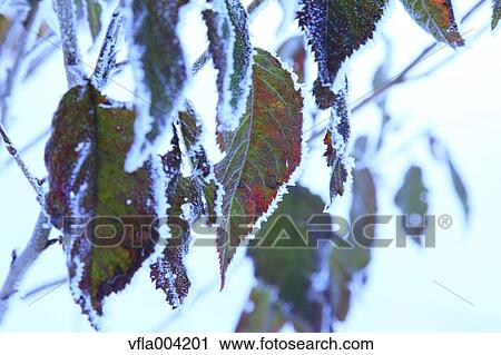 Autumn leaves View Large Photo Image Stock Image - Autumn leaves. Fotosearch