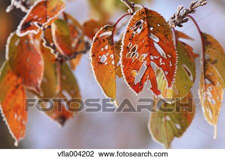 Autumn leaves View Large Photo Image Stock Image - Autumn leaves. Fotosearch