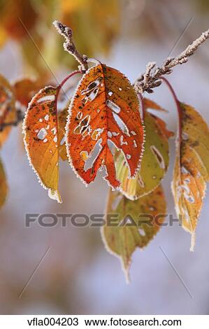 Autumn leaves View Large Photo Image Stock Image - Autumn leaves. Fotosearch