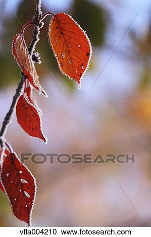 Autumn leaves View Large Photo Image Stock Image - Autumn leaves. Fotosearch