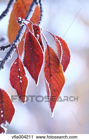 Autumn leaves View Large Photo Image Stock Image - Autumn leaves. Fotosearch