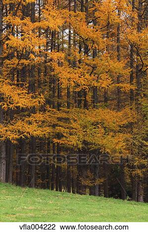 Stock Image - Autumn leaves. Fotosearch