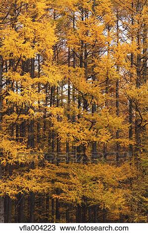 Autumn leaves View Large Photo Image Stock Image - Autumn leaves. Fotosearch