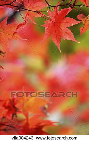 Autumn leaves View Large Photo Image Stock Image - Autumn leaves. Fotosearch