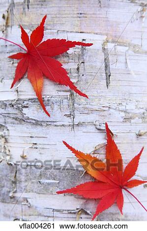 Autumn leaves View Large Photo Image Stock Image - Autumn leaves. Fotosearch