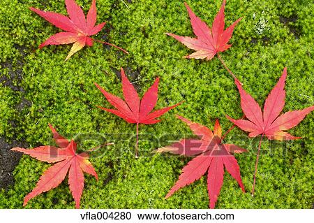 Autumn leaves View Large Photo Image Stock Image - Autumn leaves. Fotosearch
