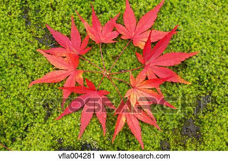 Autumn leaves View Large Photo Image Stock Image - Autumn leaves. Fotosearch