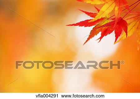 Autumn leaves View Large Photo Image Stock Image - Autumn leaves. Fotosearch
