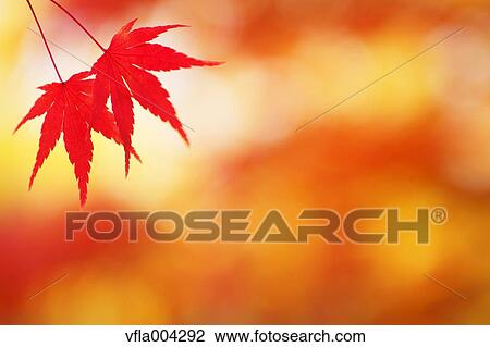 Autumn leaves View Large Photo Image Stock Image - Autumn leaves. Fotosearch