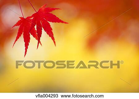 Autumn leaves View Large Photo Image Stock Image - Autumn leaves. Fotosearch