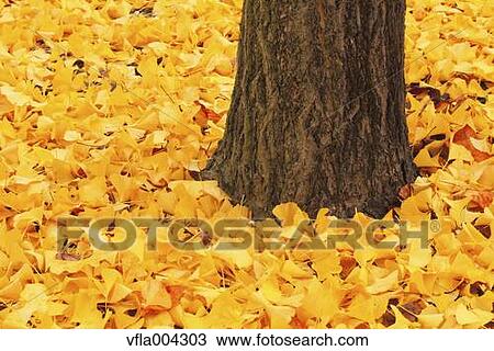 Autumn leaves View Large Photo Image Stock Image - Autumn leaves. Fotosearch