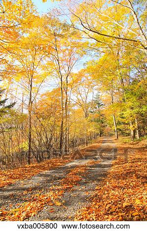 Autumn leaves View Large Photo Image Stock Image - Autumn leaves. Fotosearch