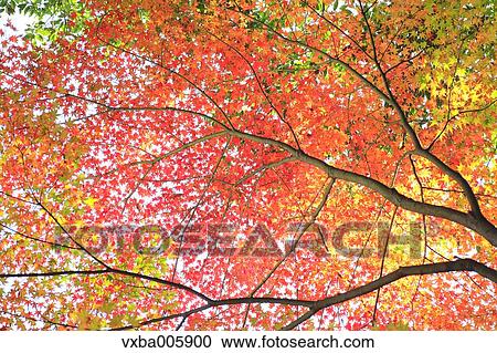 Autumn leaves View Large Photo Image Stock Image - Autumn leaves. Fotosearch