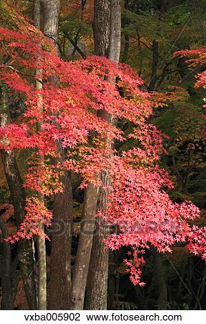 Autumn leaves View Large Photo Image Stock Image - Autumn leaves. Fotosearch