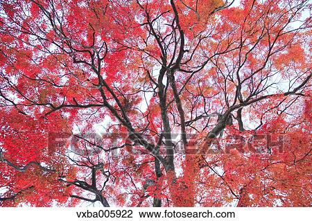 Autumn leaves View Large Photo Image Stock Image - Autumn leaves. Fotosearch