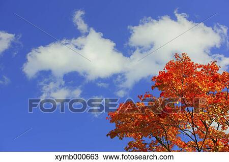 Autumn leaves View Large Photo Image Stock Image - Autumn leaves. Fotosearch