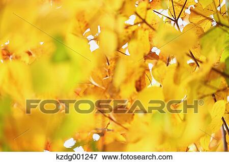 Autumn Leaves View Large Photo Image Stock Photo - Autumn Leaves. Fotosearch