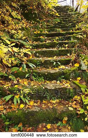 Autumn leaves View Large Photo Image Stock Photo - Autumn leaves. Fotosearch