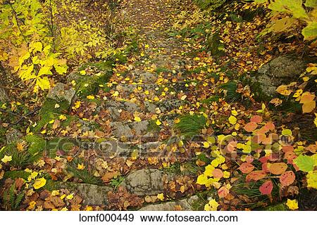 Stock Photo - Autumn leaves. Fotosearch