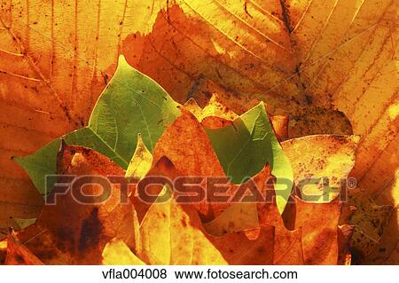 Stock Photo - Autumn leaves. Fotosearch