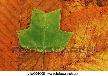 Autumn leaves View Large Photo Image Stock Photo - Autumn leaves. Fotosearch
