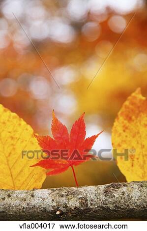 Stock Photo - Autumn leaves. Fotosearch