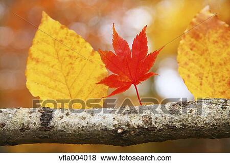 Stock Photo - Autumn leaves. Fotosearch