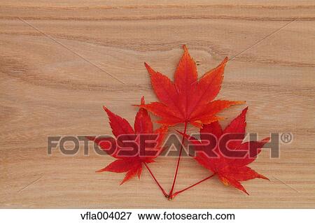 Autumn leaves View Large Photo Image Stock Photo - Autumn leaves. Fotosearch