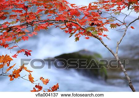 Stock Photo - Autumn leaves. Fotosearch