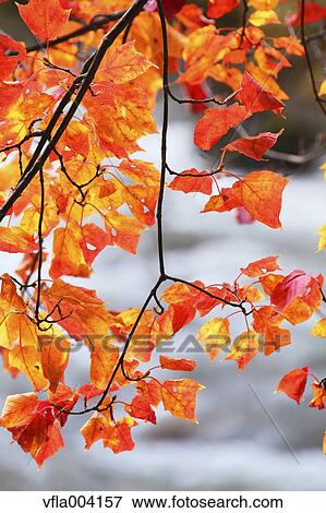 Autumn leaves View Large Photo Image Stock Photo - Autumn leaves. Fotosearch