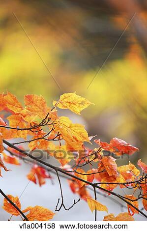 Autumn leaves View Large Photo Image Stock Photo - Autumn leaves. Fotosearch