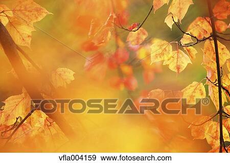 Stock Photo - Autumn leaves. Fotosearch