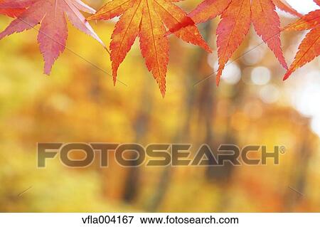 Stock Photo - Autumn leaves. Fotosearch