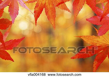 Stock Photo - Autumn leaves. Fotosearch