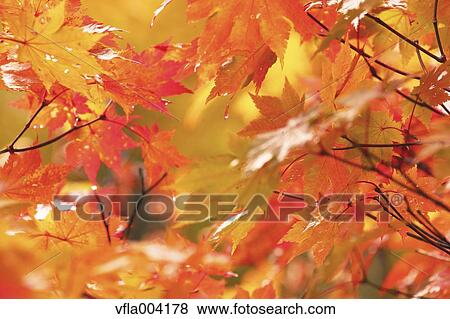 Autumn leaves View Large Photo Image Stock Photo - Autumn leaves. Fotosearch