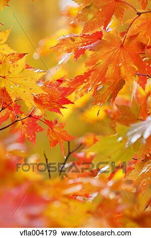 Stock Photo - Autumn leaves. Fotosearch