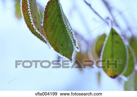 Autumn leaves View Large Photo Image Stock Photo - Autumn leaves. Fotosearch