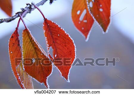 Stock Photo - Autumn leaves. Fotosearch