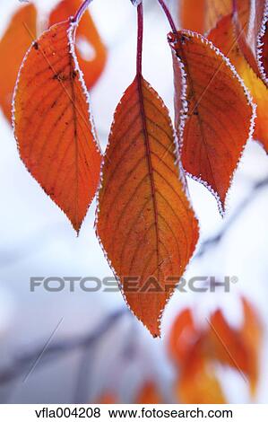 Autumn leaves View Large Photo Image Stock Photo - Autumn leaves. Fotosearch