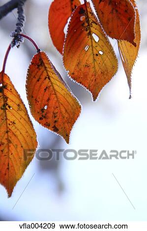 Stock Photo - Autumn leaves. Fotosearch