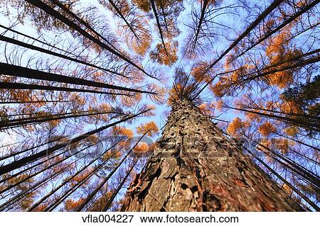 Autumn leaves View Large Photo Image Stock Photo - Autumn leaves. Fotosearch