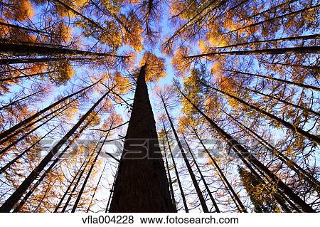 Autumn leaves View Large Photo Image Stock Photo - Autumn leaves. Fotosearch