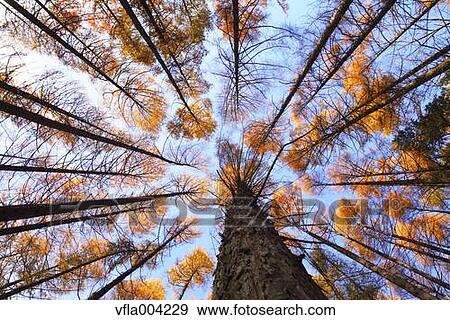 Autumn leaves View Large Photo Image Stock Photo - Autumn leaves. Fotosearch