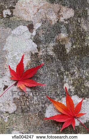 Autumn leaves View Large Photo Image Stock Photo - Autumn leaves. Fotosearch