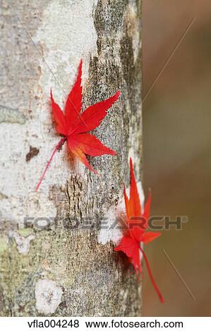 Autumn leaves View Large Photo Image Stock Photo - Autumn leaves. Fotosearch