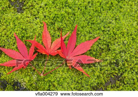 Stock Photo - Autumn leaves. Fotosearch