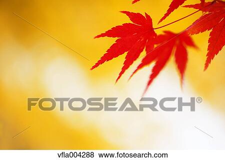 Stock Photo - Autumn leaves. Fotosearch