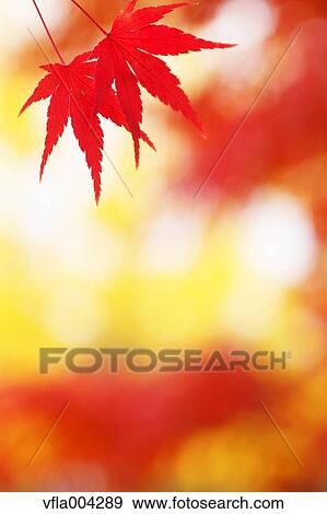 Autumn leaves View Large Photo Image Stock Photo - Autumn leaves. Fotosearch