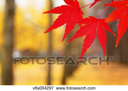 Autumn leaves View Large Photo Image Stock Photo - Autumn leaves. Fotosearch