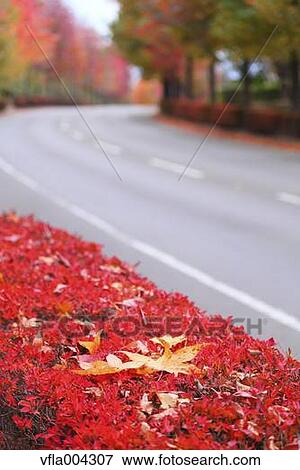 Autumn leaves View Large Photo Image Stock Photo - Autumn leaves. Fotosearch